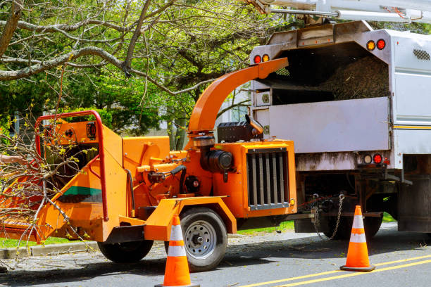 Hughson, CA Tree Removal and Landscaping Services Company